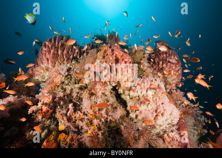 Coral Reef avec Lyretail Anthias, Pseudanthias squamipinnis, Alam Batu, Bali, Indonésie Banque D'Images