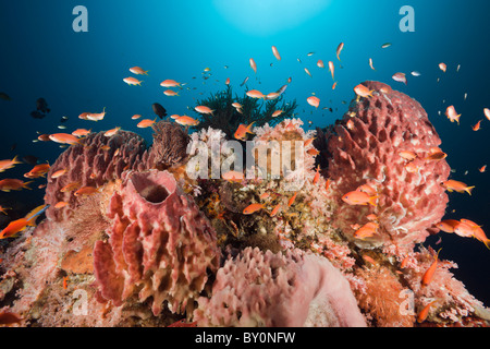 Coral Reef avec Lyretail Anthias, Pseudanthias squamipinnis, Alam Batu, Bali, Indonésie Banque D'Images