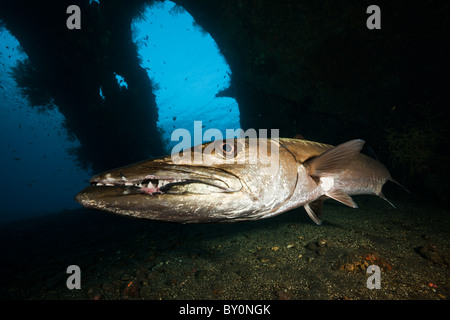 Grand Barracuda en liberté Wreck, Tulamben, Bali, Indonésie Banque D'Images