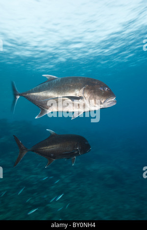 Géant, Caranx ignobilis, lagon de Beqa, Viti Levu, Fidji Banque D'Images