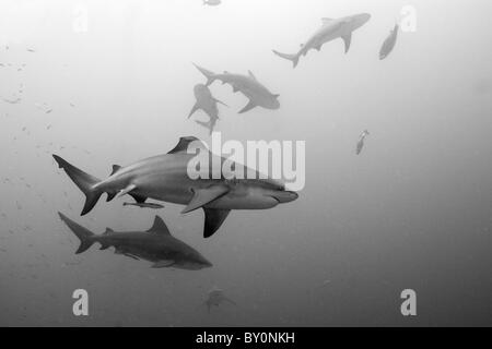 Les requins taureau, Carcharhinus leucas, lagon de Beqa, Viti Levu, Fidji Banque D'Images