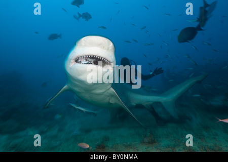 Bull Shark, Carcharhinus leucas, lagon de Beqa, Viti Levu, Fidji Banque D'Images