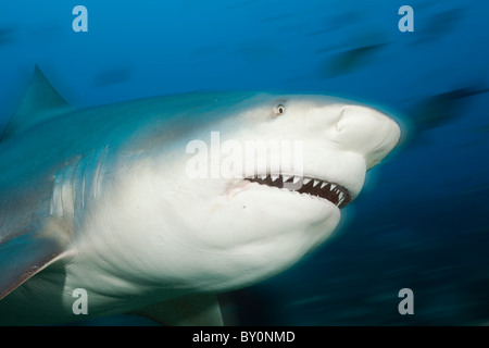 Bull Shark, Carcharhinus leucas, lagon de Beqa, Viti Levu, Fidji Banque D'Images