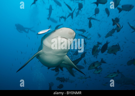 Bull Shark, Carcharhinus leucas, lagon de Beqa, Viti Levu, Fidji Banque D'Images