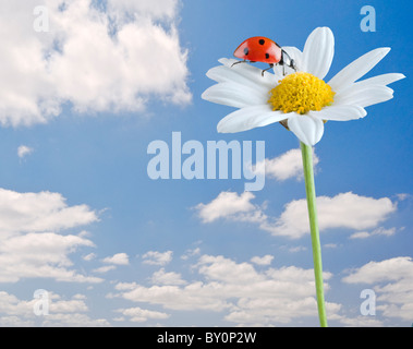 Ladybug on a white flower isolated on white Banque D'Images