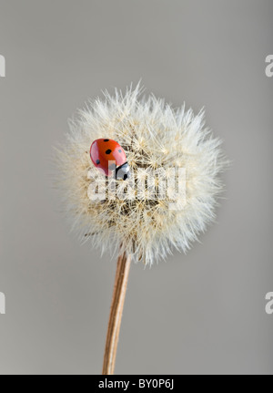 Coccinelle sur le pissenlit Banque D'Images