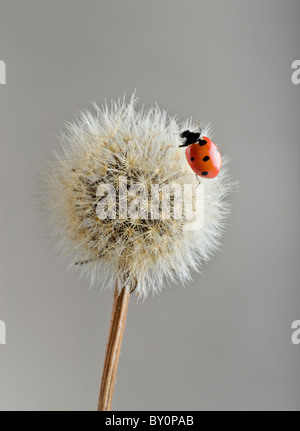 Coccinelle sur le pissenlit Banque D'Images