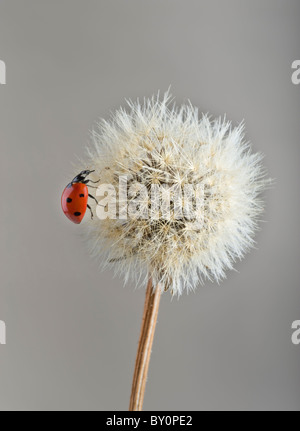 Coccinelle sur le pissenlit Banque D'Images