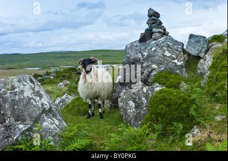 Mountain sheep ram par shelted rocks sur l'ancienne Route de la tourbière près de Roundstone, Connemara, comté de Galway Banque D'Images