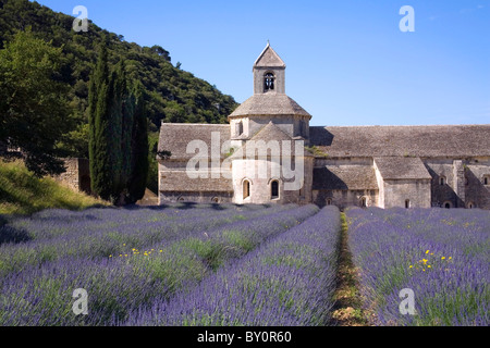 Champs de lavande à l'Abbaye de Sénanque à Gordes en Provence France Banque D'Images