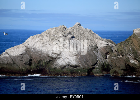 Bassan sur un rocher dans la mer du Nord à Hermaness hors de l'île de Unst, la plus septentrionale des îles Shetland Banque D'Images