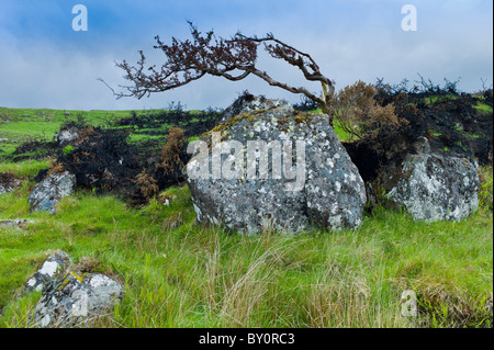 Sur l'ancien arbre balayées par Bog Road, Connemara, comté de Galway, Irlande Banque D'Images