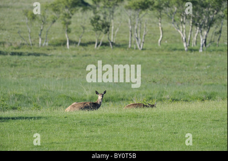 Red Deer (Cervus elaphus scoticus) Groupe de cerfs ayant perdu leurs bois reposant dans le pré au printemps Banque D'Images