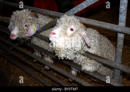 Un mouton à la ferme pour enfants Banque D'Images