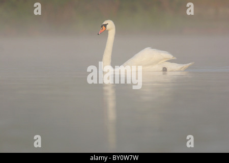 Mute swan (Cygnus olor), adultes, sur le lac, dans la brume, Yorkshire, Angleterre Banque D'Images