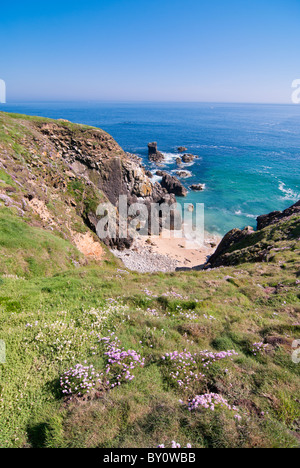 Fleurs sauvages sur l'île de Saltee Banque D'Images