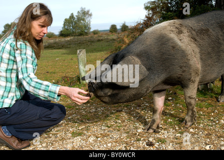 Un cochon dans le parc national New Forest au porc bien nommée parking Bush Banque D'Images