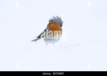 European robin (erithacus rubecula aux abords) adulte, dans la neige, Yorkshire, Angleterre Banque D'Images