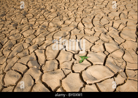 Petite plante de basilic dans apile de sol sur une surface de sol fissuré Banque D'Images