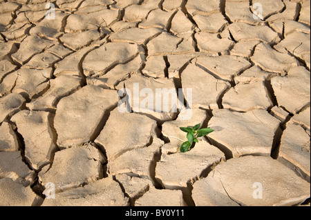 Petite plante de basilic dans apile de sol sur une surface de sol fissuré Banque D'Images