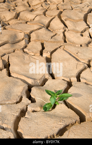 Petite plante de basilic dans apile de sol sur une surface de sol fissuré Banque D'Images