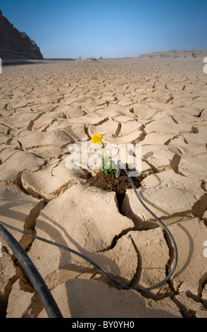Petite plante à fleurs jaunes du sol fissuré avec système d'irrigation goutte à goutte Banque D'Images