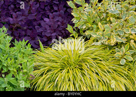 Hakonechloa macra aureola herbe dans un jardin de vivaces colorées aux frontières Banque D'Images