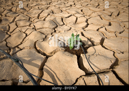 Système d'irrigation goutte à goutte arroser une petite plante de basilic sur un sol fissuré dans le désert Banque D'Images