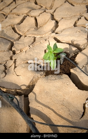 Système d'irrigation goutte à goutte arroser une petite plante de basilic sur un sol fissuré dans le désert Banque D'Images