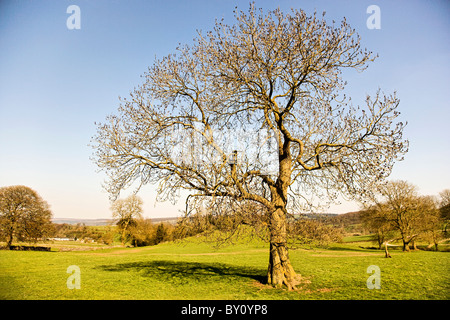 Frêne Fraxinus excelsior au début du printemps de plus en plus calcaires typiques de l'habitat des hautes terres dans le Derbyshire Peak District Banque D'Images