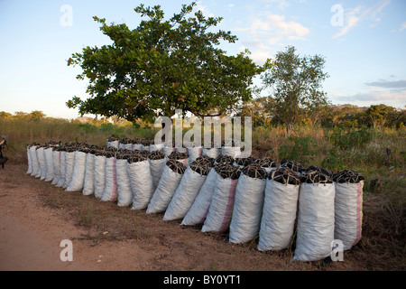 La réserve forestière de MUECATE, près de Nampula, MOZAMBIQUE, Mai 2010 : sacs de charbon pour la vente par la route. Banque D'Images