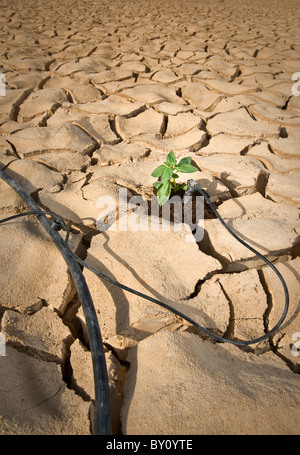 Système d'irrigation goutte à goutte arroser une petite plante de basilic sur un sol fissuré dans le désert Banque D'Images