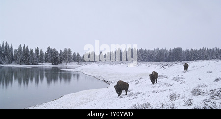 Bison américain voyageant le long d'un lac en hiver dans le Parc National de Yellowstone. Banque D'Images