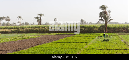 Vue panoramique tourné de terres agricoles à la culture de la canne à sucre à la vallée du Nil, en moyenne Égypte. Banque D'Images
