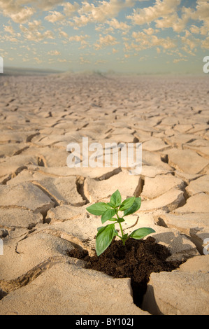 Petite plante de basilic dans apile de sol sur une surface de sol fissuré Banque D'Images