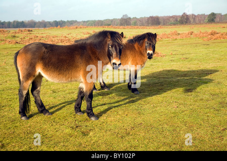 Poneys Exmoor pâturage conservation Sutton Heath, Suffolk, Angleterre Banque D'Images