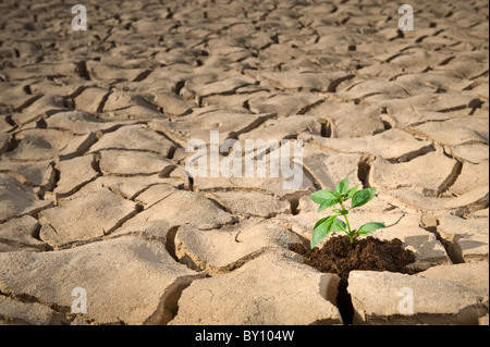 Petite plante de basilic dans apile de sol sur une surface de sol fissuré Banque D'Images