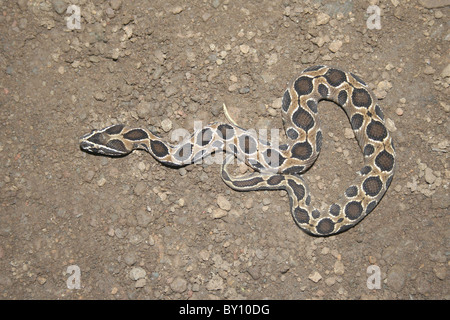 Le Viper de RUSSEL Daboia russelii venimeux, près de Tamhini commun, Maharashtra, Inde Banque D'Images