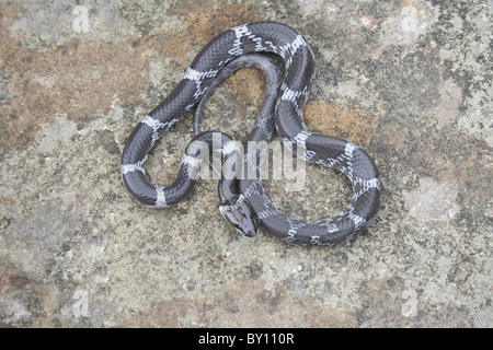 Snake / Reptiles, Serpent, Loup Barré (Non-Venomous), Lycodon striatus, Colubridae, Tamhini, près de Pune. Banque D'Images