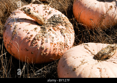 Close-up de Galileo Pumpkins Banque D'Images