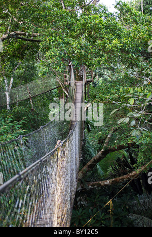 Pont suspendu, Rainforest Canopy Walk, Inkaterra Reserva Amazonica, Madre de Dios, Pérou Banque D'Images