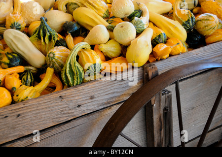 Les courges décoratives en wagon Banque D'Images