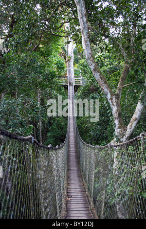 Pont suspendu, Rainforest Canopy Walk, Inkaterra Reserva Amazonica, Madre de Dios, Pérou Banque D'Images