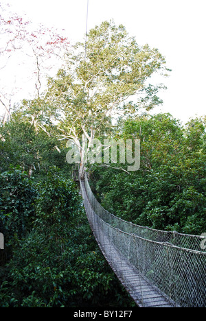 Pont suspendu, Rainforest Canopy Walk, Inkaterra Reserva Amazonica, Madre de Dios, Pérou Banque D'Images