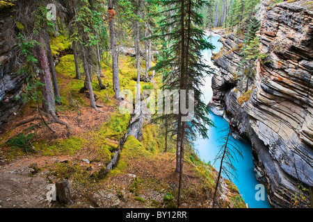 La rivière Athabasca et les chutes, Jasper National Park, Alberta, Canada. Banque D'Images