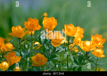 Orange fleurs Trollius Asiaticus Banque D'Images