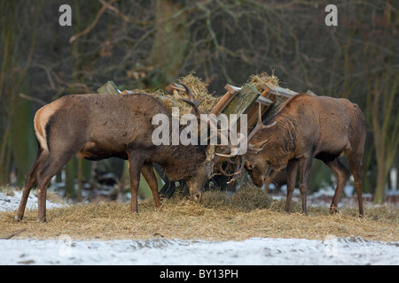 Red Deer (Cervus elaphus) combats près de mangeoire en hiver dans la neige, au Danemark Banque D'Images