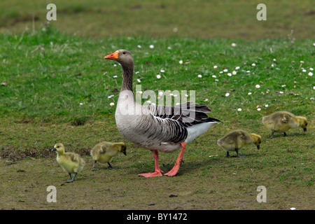 Oie cendrée (Anser anser) adultes et oisons au printemps, Allemagne Banque D'Images