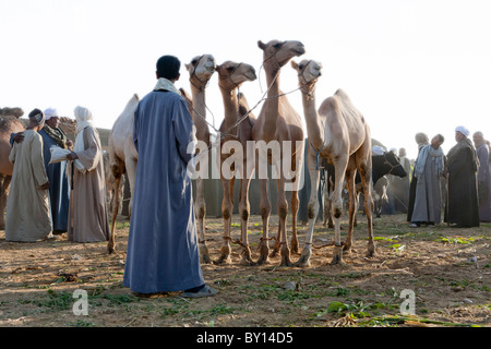 Jeune homme tenant des chameaux en vente chez le bétail et marché aux chameaux près de Louxor, Egypte Banque D'Images