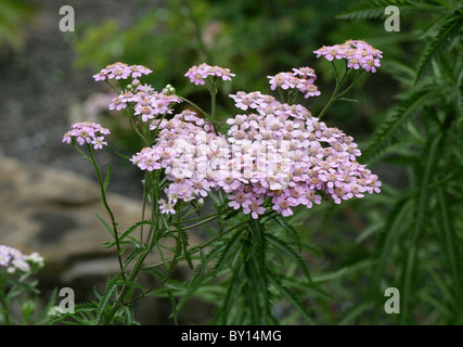 Alpin japonais Yarrow, Achillea alpina subsp. pulchra, Asteraceae, Japon, Asie. Banque D'Images